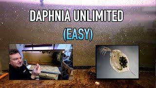 How I Raise Daphnia Water Fleas And You Can Too [upl. by Stenger]