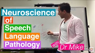 Neuroscience of Speech Language Pathology SLP [upl. by Anoel]