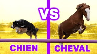 CHIEN VS CHEVAL  LE MEILLEUR AMI DE LHOMME [upl. by Annahsal]