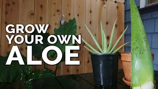 How to Grow Aloe Vera in Containers and Harvest Massive Leaves [upl. by Asilat]