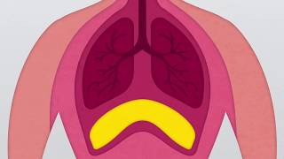 What is the Diaphragm [upl. by Fisuoy999]