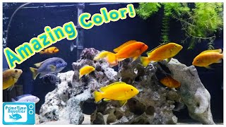 How to Set Up an Mbuna Cichlid Tank [upl. by Krall997]