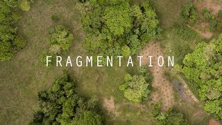 Seed Dispersal and Habitat Fragmentation  HHMI BioInteractive Video [upl. by Lihp]