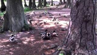 Ducks Mating Forcibly [upl. by Arec]