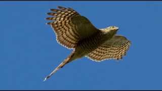 Sparrowhawk Bird Call Bird Song [upl. by Taite]