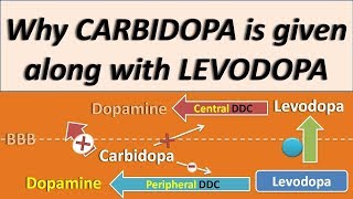 Why Carbidopa is given along with Levodopa [upl. by Maxantia142]