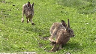 Brown Hares  Lepus Europaeus [upl. by Carpet]