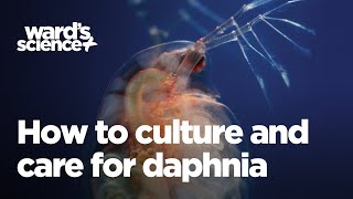 Caring and Culturing for Daphnia [upl. by Greg150]