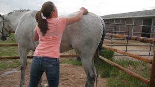 How to Bathe Your Horse [upl. by Putnam]