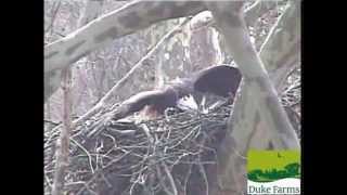 Hawk Attacks Bald Eagle Hatching Eggs Part 1 3242013 DF [upl. by Orsini]