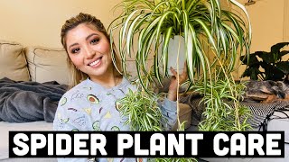 HOW TO PROPAGATE SPIDER PLANTS  SPIDER PLANT CARE [upl. by Rubens]