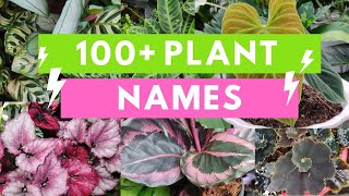 Plant Names and Pictures Plant Identification [upl. by Anatnas]