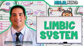 Neurology  Limbic System Anatomy amp Function [upl. by Aynotahs]