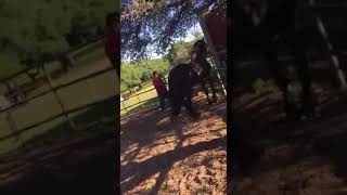 FEMALE HORSE KILLS IN THE ACT ANOTHER STALLION [upl. by Nitneuq]