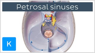 Petrosal Sinuses  Human Anatomy  Kenhub [upl. by Suiratnod]