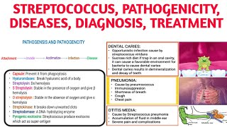 Streptococcus Classification Pathogencity Diseases Diagnosistreatment [upl. by Rosenberg]