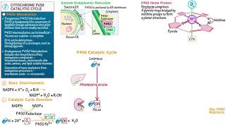 Cytochrome P450 Catalytic Cycle [upl. by Ahsenak]