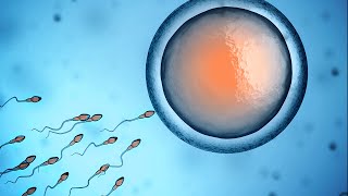 Human Physiology  Fertilization and Implantation [upl. by Aikram397]