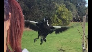 Visiting Juvenile Australian Magpies [upl. by Sherrer522]