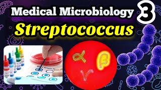 Streptococcus شرح بالعربي Morphology Classification and identification [upl. by Minnie]