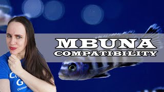 What are Mbuna Cichlids Compatible with [upl. by Ferriter]