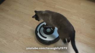 Cat shows HOW TO use iRobot Roomba Vacuum [upl. by Howard625]