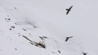 Courtship by a pair of Lammergeier or Bearded Vultures with Himalayan Griffon Vulture [upl. by Letrice]