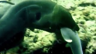 Moray Eel try to eat a Shark [upl. by Atnim]