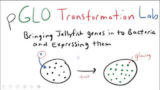 pGLO Bacterial Transformation Lab [upl. by Nwahsel]