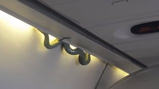 Snake on a Plane Causes Emergency Landing [upl. by Lora469]