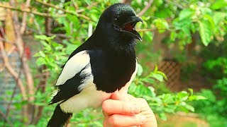 Pet magpie Talking Outside [upl. by Goodhen134]