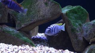 African Malawi Mbuna Cichlids Aquarium quotMalawi Lakequot [upl. by Einimod]