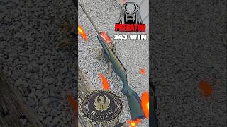 Introducing the Ruger American Predator Gen II 243 Win Rifle [upl. by Monney]