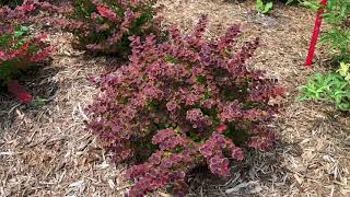 SUNJOY® Tangelo Berberis  wwwgardencrossingscom [upl. by Llehsar]