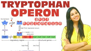 TRYPTOPHAN OPERON Easiest ExplanationMolecular BiologyTRP operonCsirnetgateiitjammscbscphd [upl. by Alley]