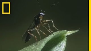 BodySnatching Wasp Larvae Eat Aphids Alive  National Georgraphic [upl. by Ynagoham164]