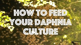 How To Feed Your Daphnia Culture [upl. by Enibas130]