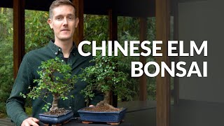 Chinese Elm Bonsai care Ulmus [upl. by Kcirre]