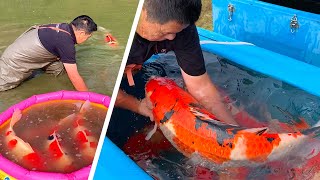 JUMBO KOI Shintaro Jumbo Koi Pond Harvest 2020 [upl. by Ees]