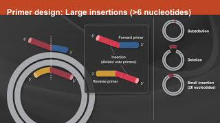 Overview of the Q5® SiteDirected Mutagenesis Kit [upl. by Draner48]