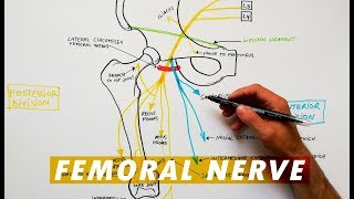 Femoral Nerve branches  Anatomy Tutorial [upl. by Eimarej797]