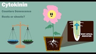 PLANT HORMONES  Auxin Gibberellin Cytokinin Ethylene Abscisic Acid [upl. by Monti]