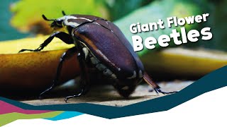 Giant Flower Beetles  Mecynorhina Ugandensis Paignton Zoo [upl. by Tesler]