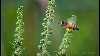 What is a honey bee This is a Honey Bee Apis mellifera The western or European honey bee [upl. by Evelin]