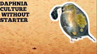 HOW TO CULTURE DAPHNIA NATURALLY WITHOUT A STARTER [upl. by Siramay]