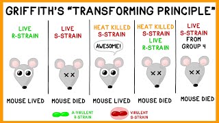 Griffiths Experiment Bacterial Transformation [upl. by Barrett]