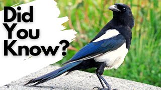 Things you need to know about MAGPIES [upl. by Richia]