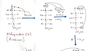 Kiliani Fischer synthesis  Interconversion of Aldopentose to Aldohexose  Arabinose to Glucose [upl. by Nylla825]