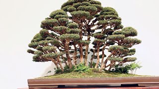 Forest Bonsai inspiration [upl. by Karlise]