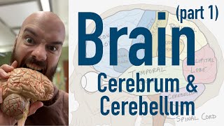 Brain Cerebrum and Cerebellum  Broca’s Wernicke’s and limbic overview [upl. by Aicina]